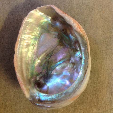 Abalone Shell